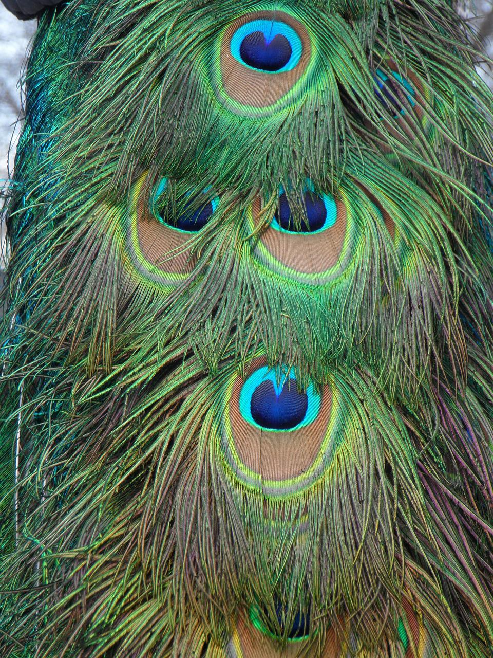 peacock, peacock feathers, feathers-95751.jpg